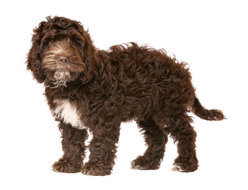 Cockapoo miniature hot sale poodle size